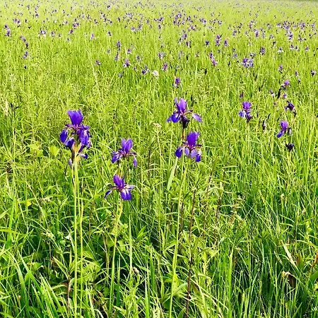 Ferien-apartment Eisvogel - Mit Priv Strandzugang *